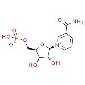 β-煙酰胺單核苷酸；NMN